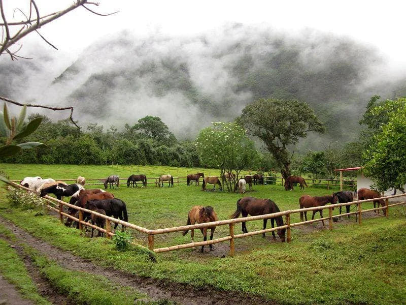 Isabela: Private Nature Horseback Ride + Pick-up Available & Optional Lunch
