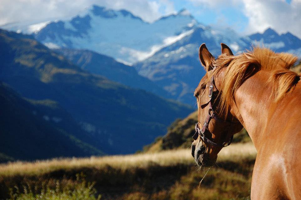 Glenorchy: Lavender Field & Rivers Horseback Ride + Pick-up Available