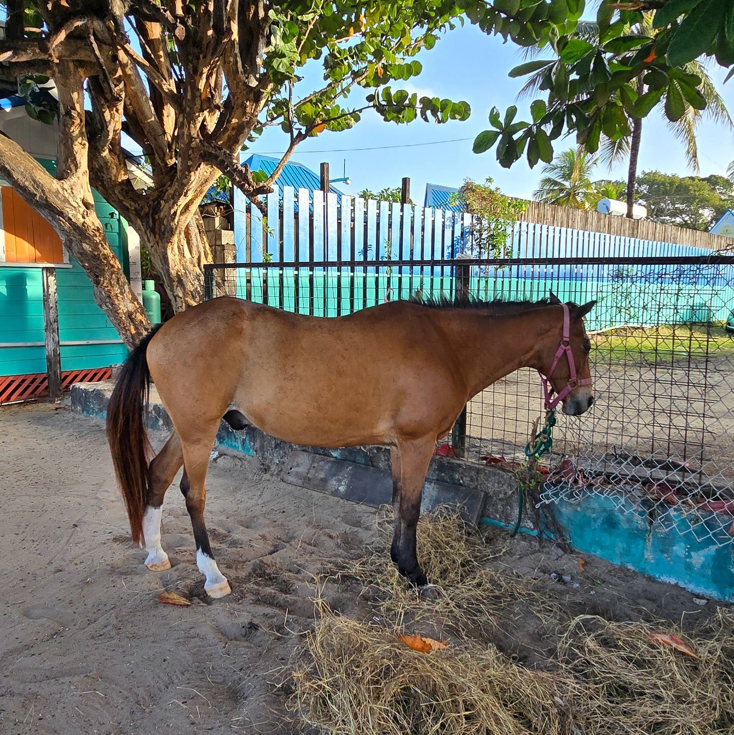 Brighton Beach, Barbados: 1.5-Hour Beach Ride & Swim with Horses