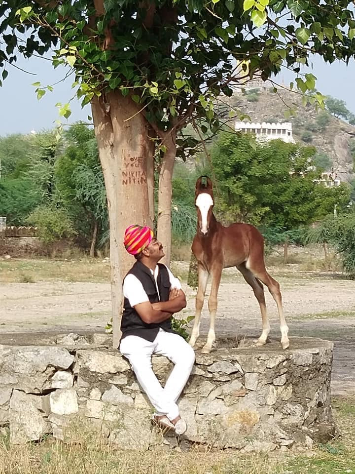 Aravalli Hills: 5-Hour Marwari Horse Adventure + Picnic Lunch