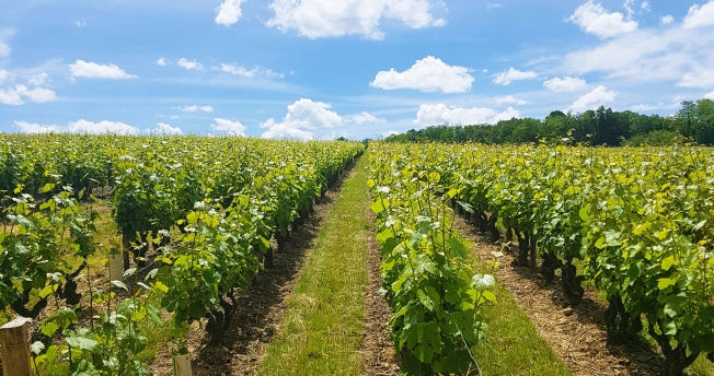 Wine Tour to Vouvray, Loire Valley