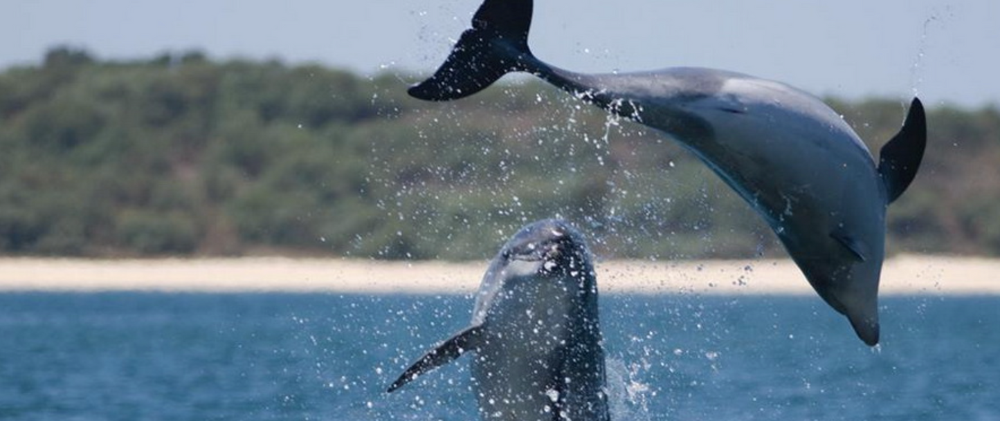 Dolphin Watching Tour in Setúbal