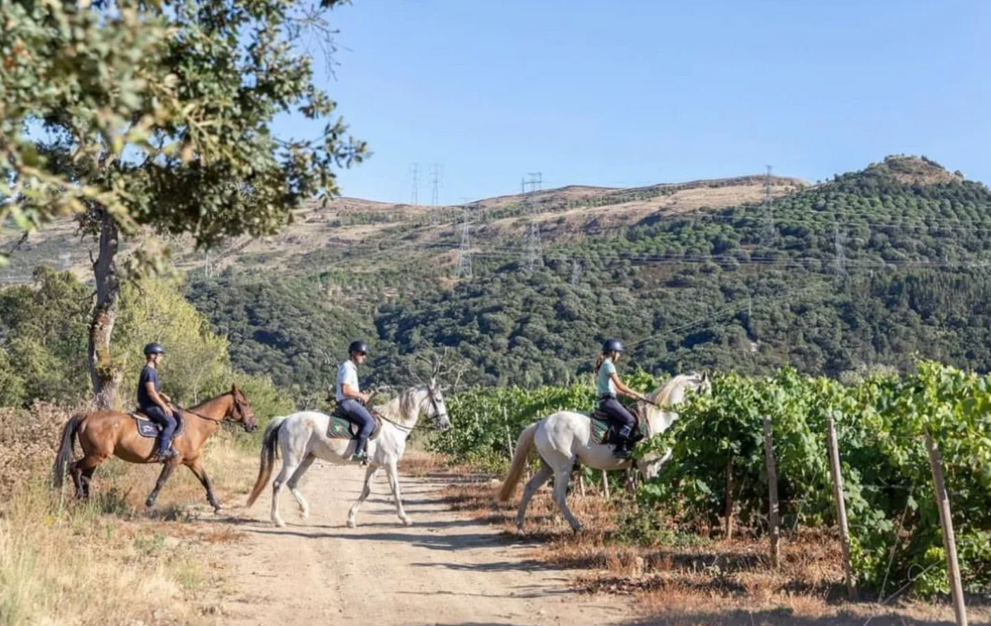 Horseback Riding in the Vineyard and Wine Tasting near Lisbon