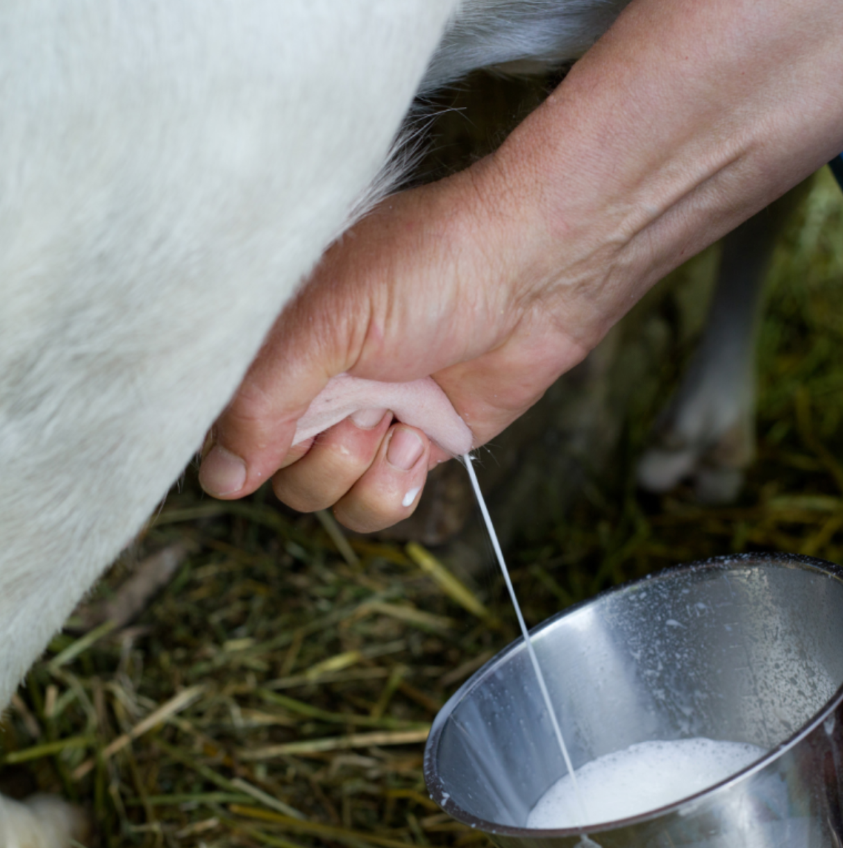 Goat Farm and Wine, Cheese and Honey Tasting near Faro