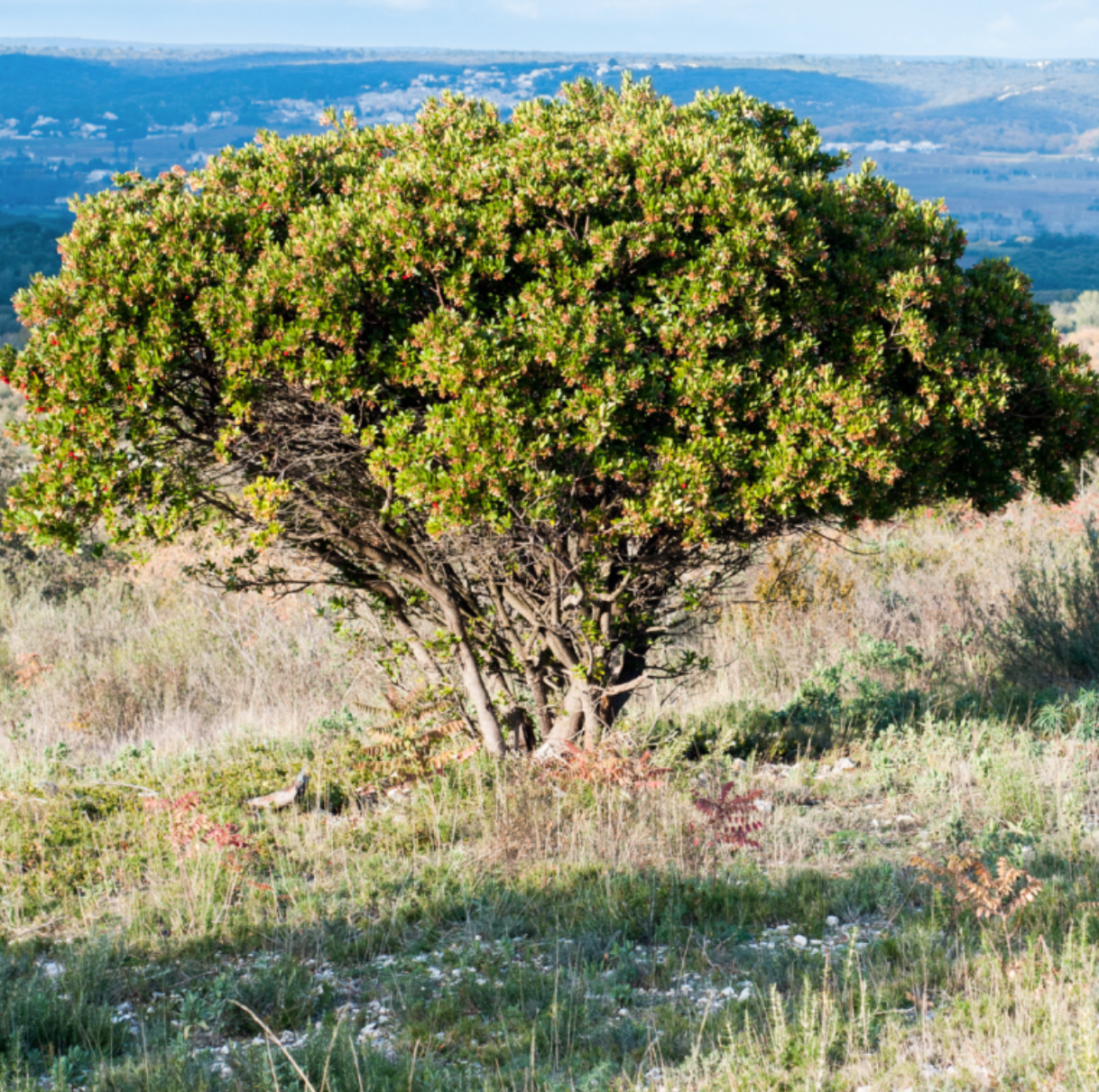 Visit Medronho farm and make a marmalade near Faro