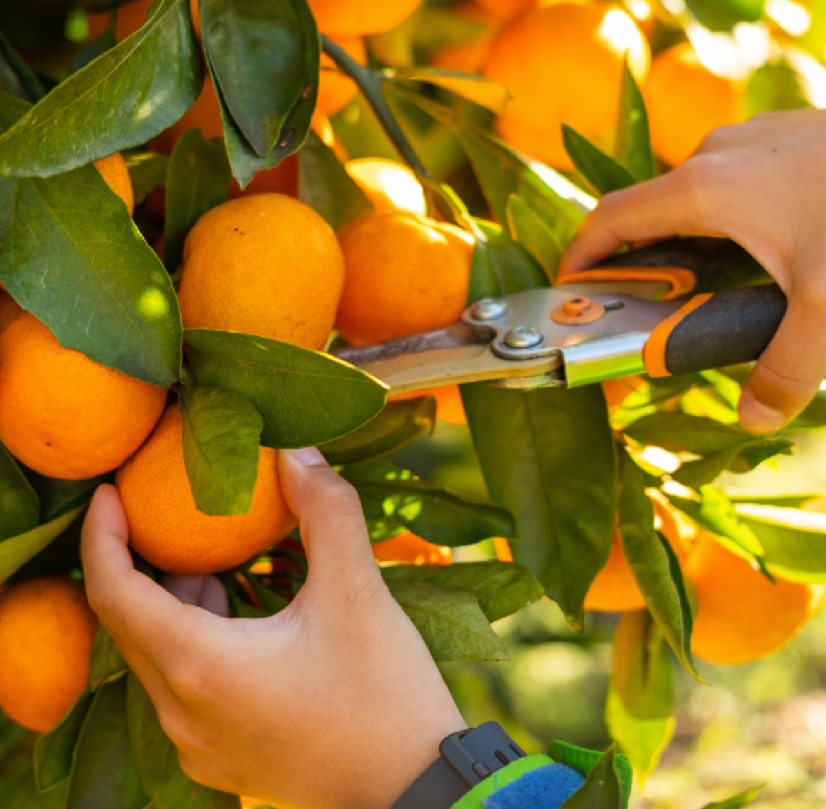 Visit an Orange Farm and have a Picnic near Faro