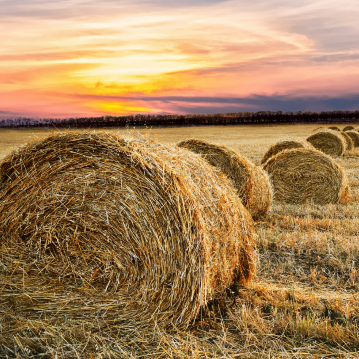 Hay Harvest Experience in Porto