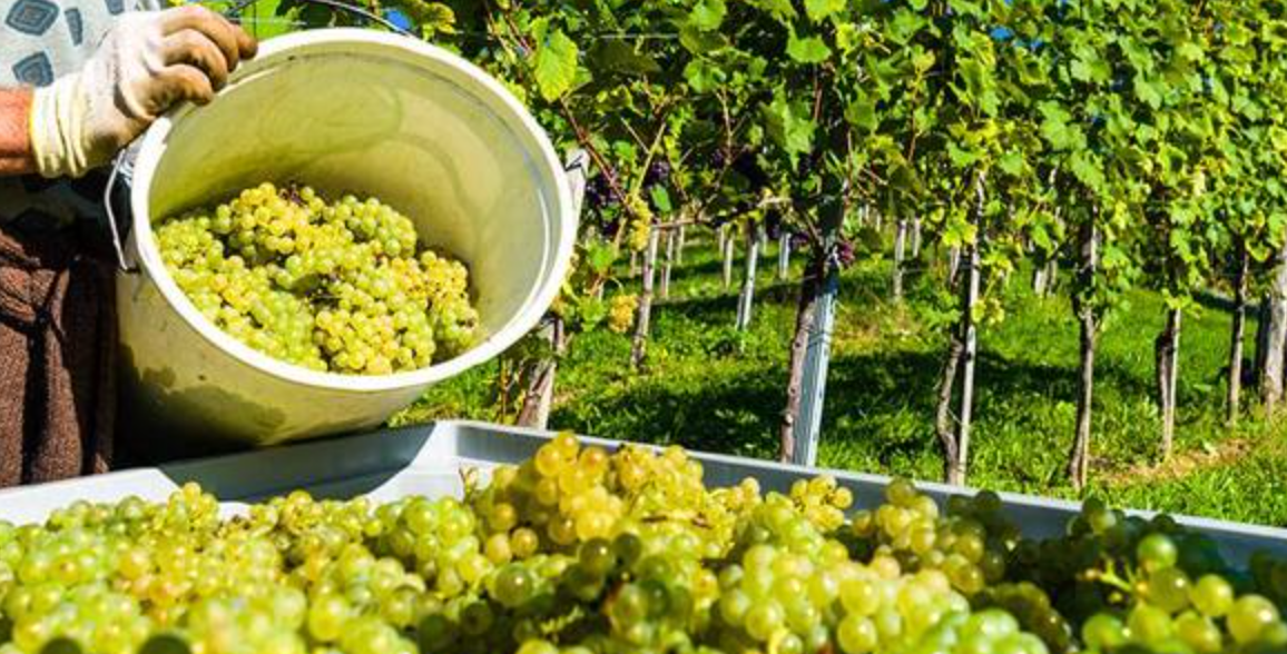 Wine Tour in Vinho Verde Route near Porto