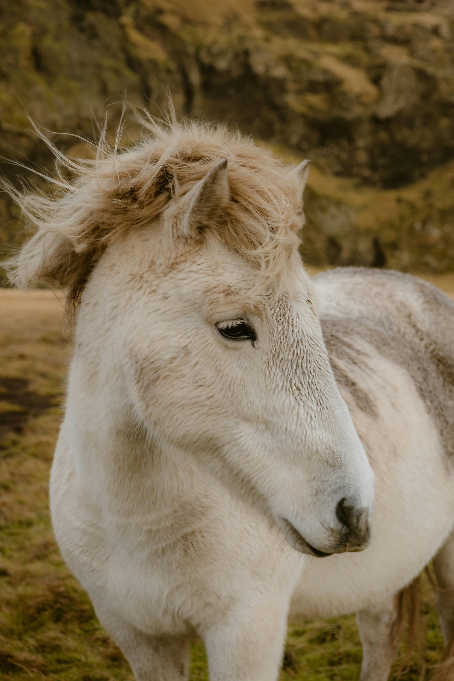 Baguio: Mountain Breeze Horse Ride Trails + Pick-up Available