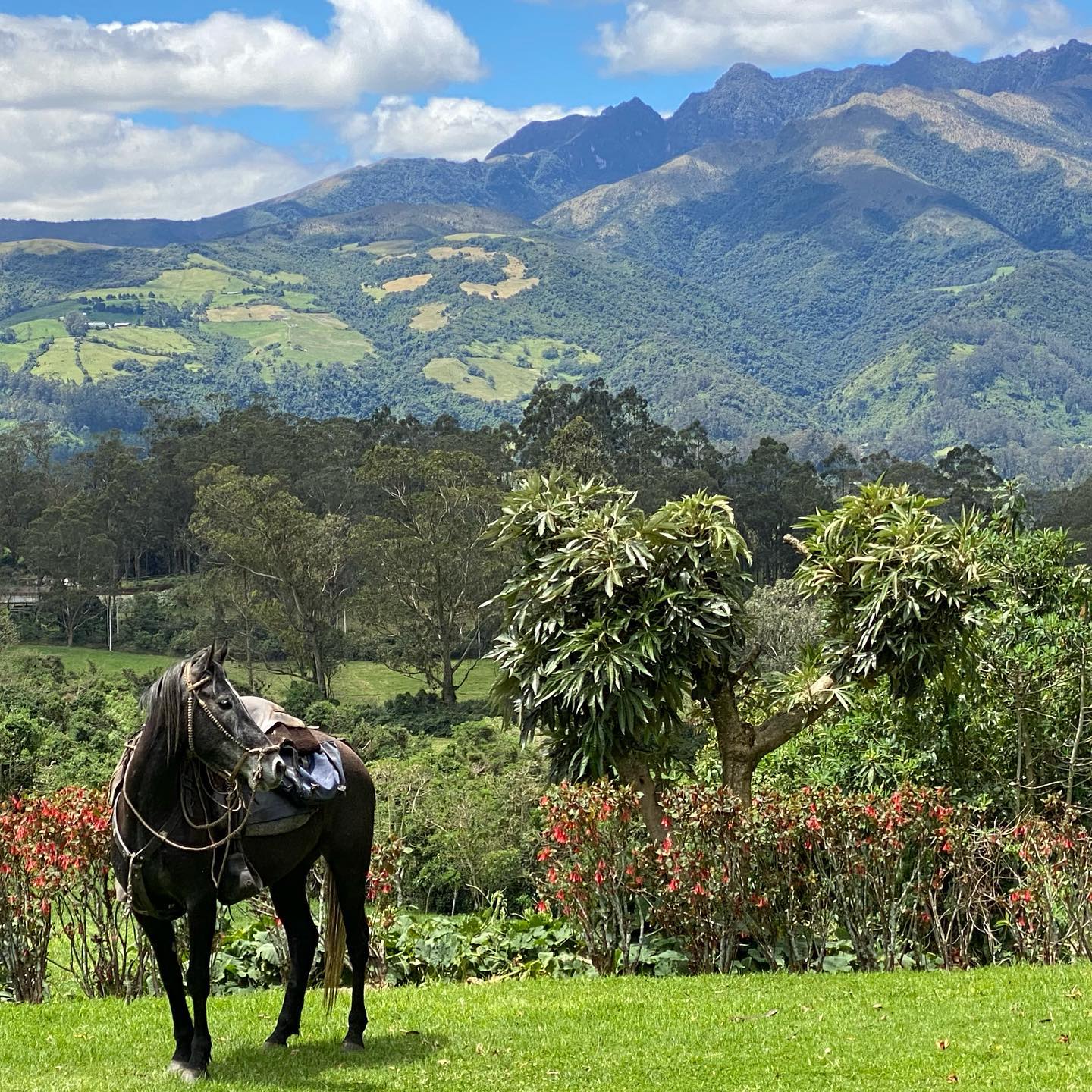 Pichincha: Private Heartwood Horse Adventure + Lunch + Beverages + Hotel Pick-up