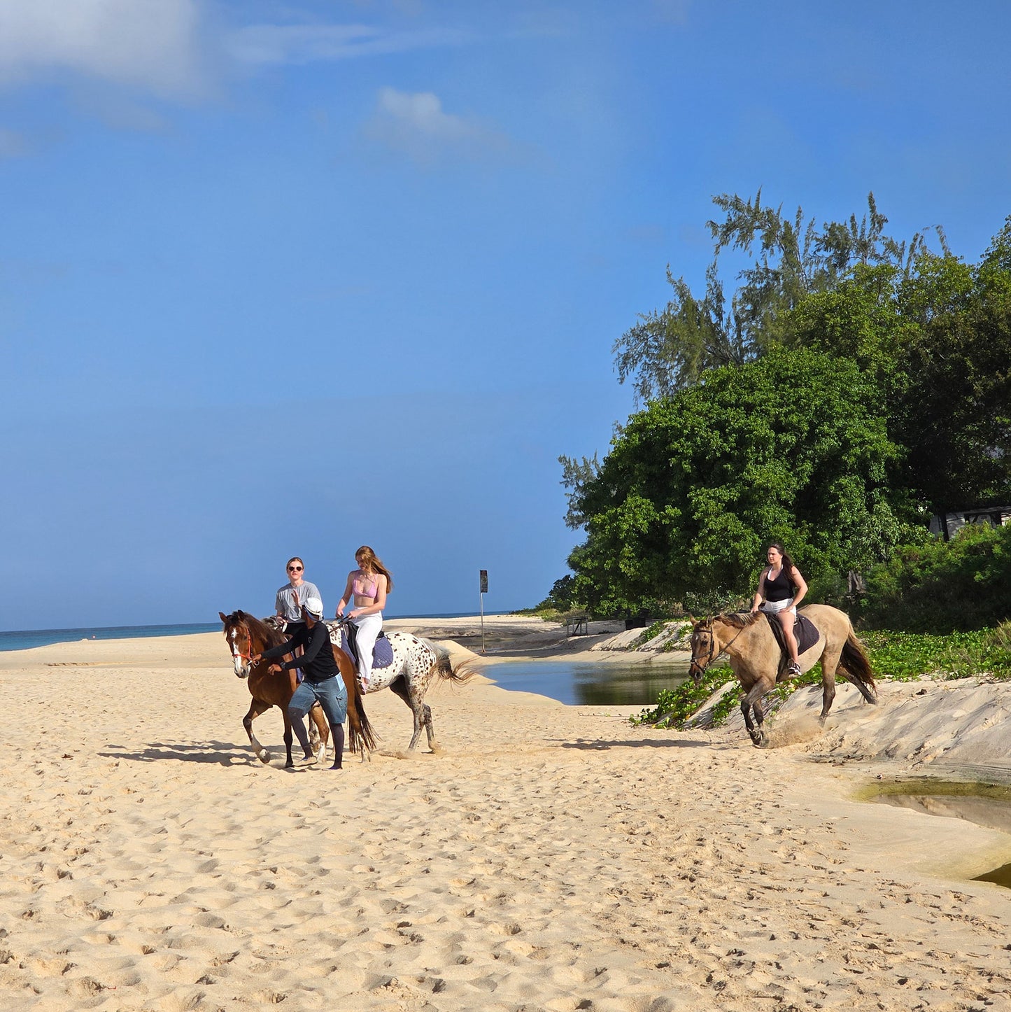 Brighton Beach, Barbados: 1.5-Hour Beach Ride & Swim with Horses