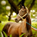 Silang: Into the Woods Horseback Ride Journey + Pick-up Available