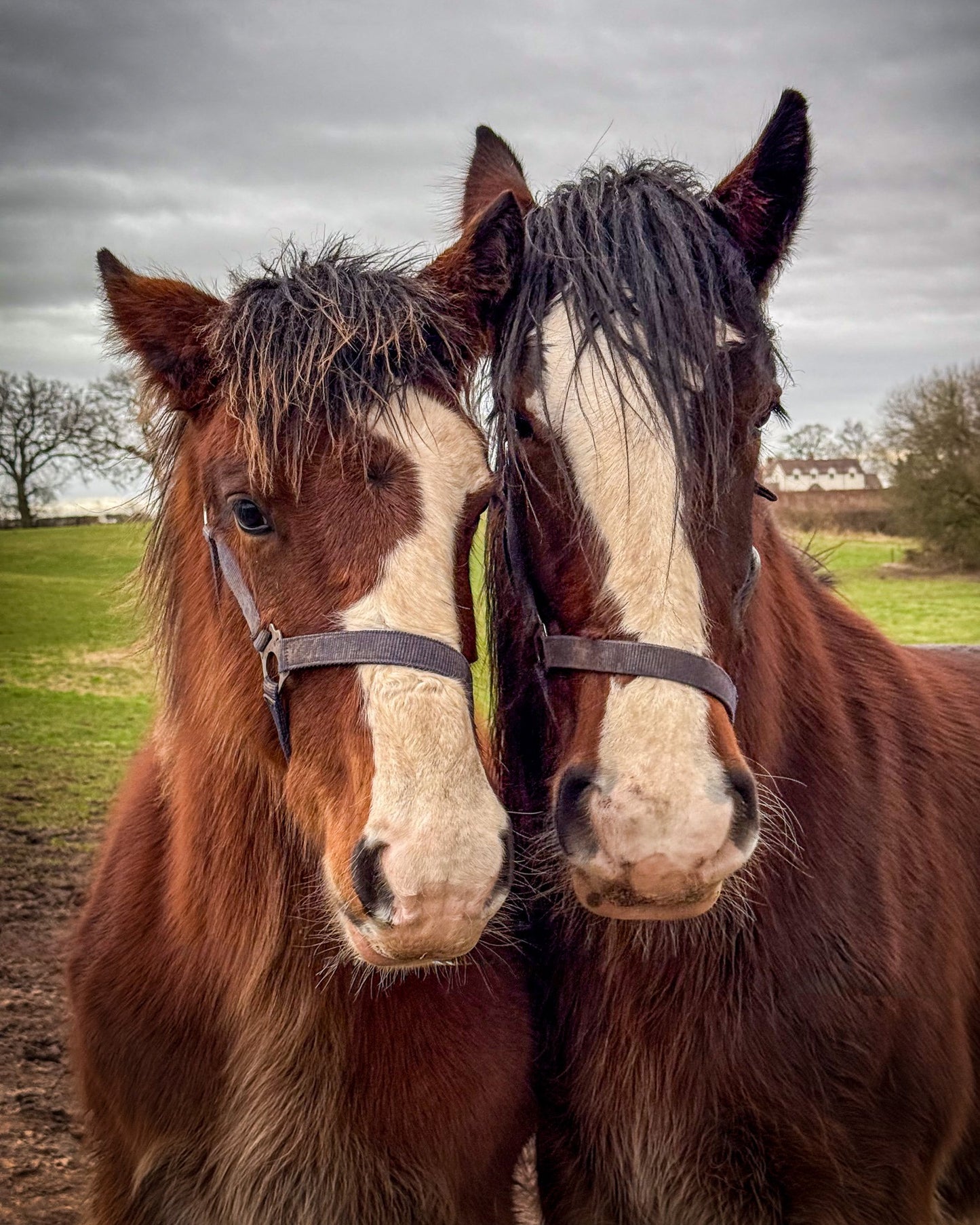 Chester: Private Heartwarming Shire Horse Day + Souvenir