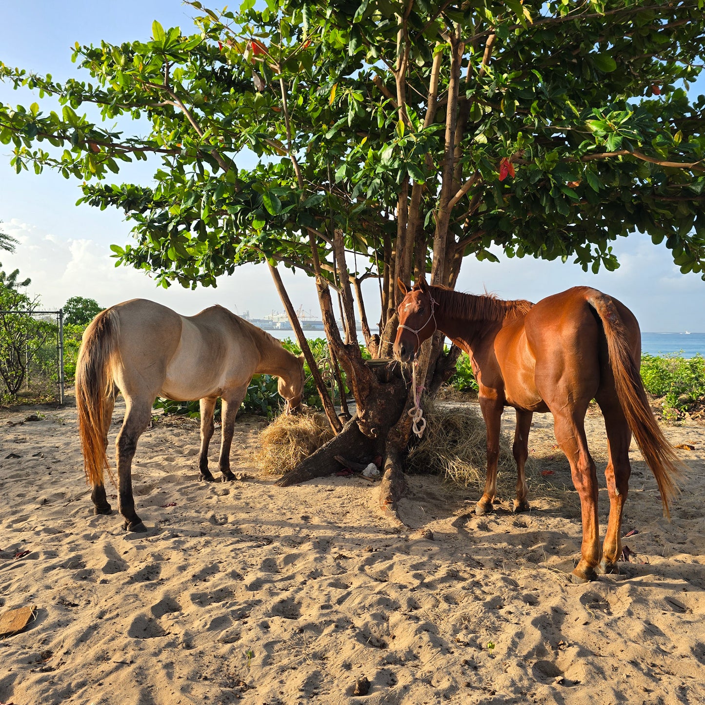 Brighton Beach, Barbados: 1.5-Hour Beach Ride & Swim with Horses