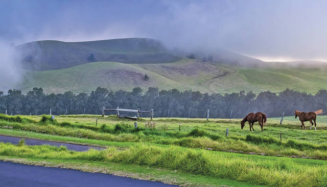 Palawan: Panoramic Trail Horseback Ride + Pick-up Available