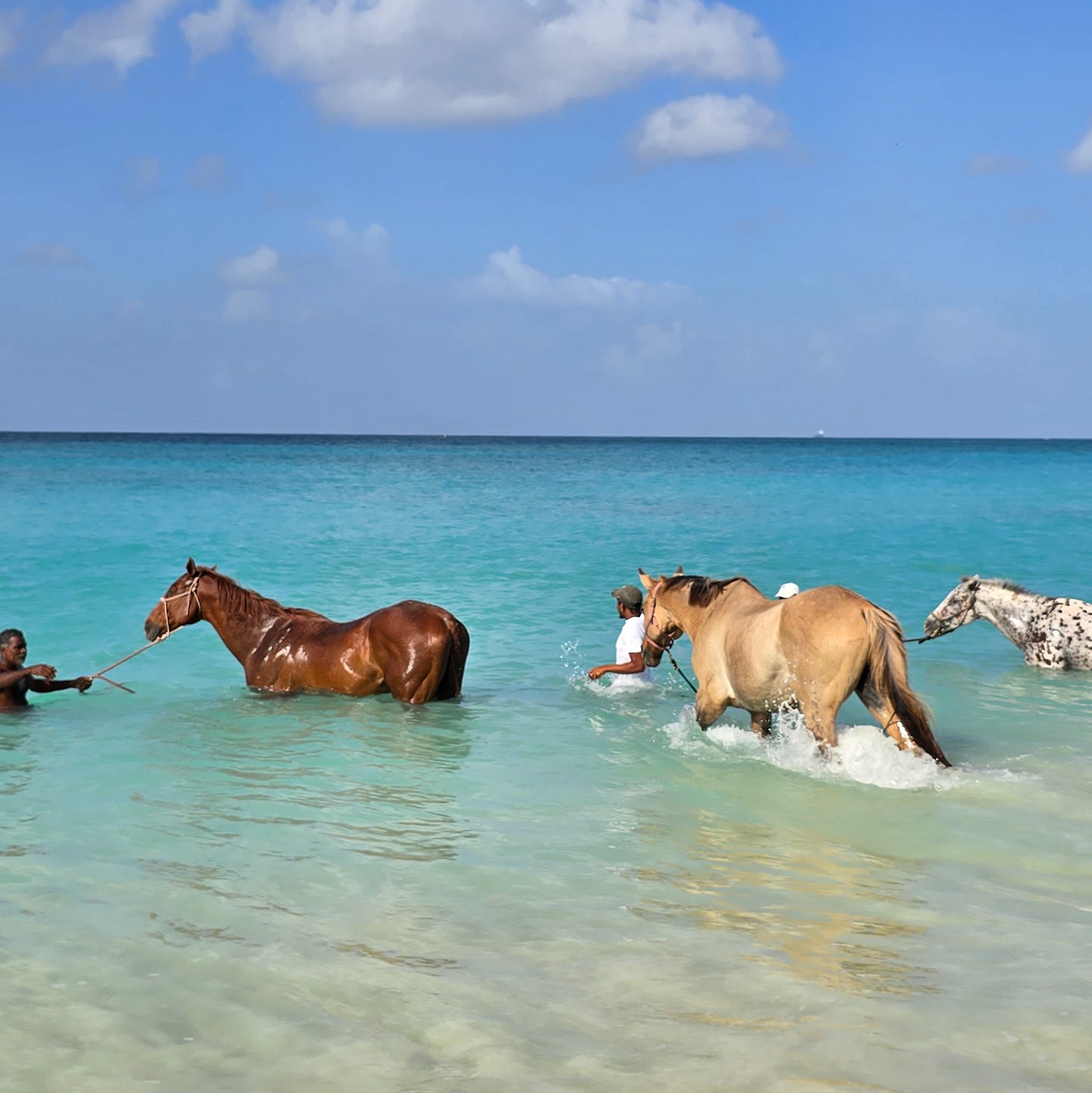 Brighton Beach, Barbados: 1.5-Hour Beach Ride & Swim with Horses