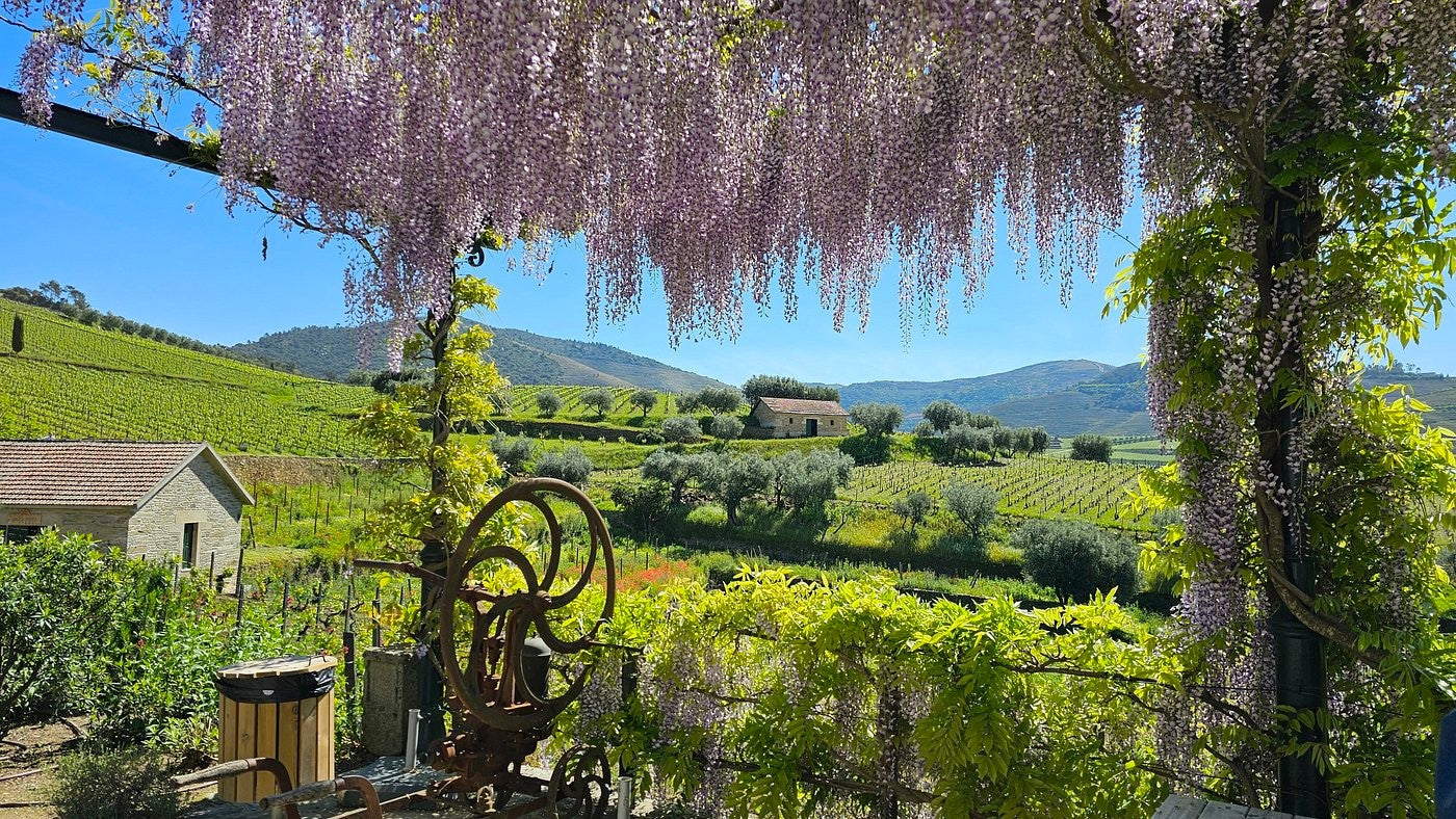 Luxury Private Experience in Douro Valley near Porto