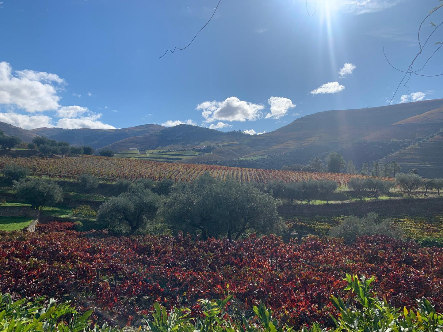 Premium Private Experience in Douro Valley near Porto