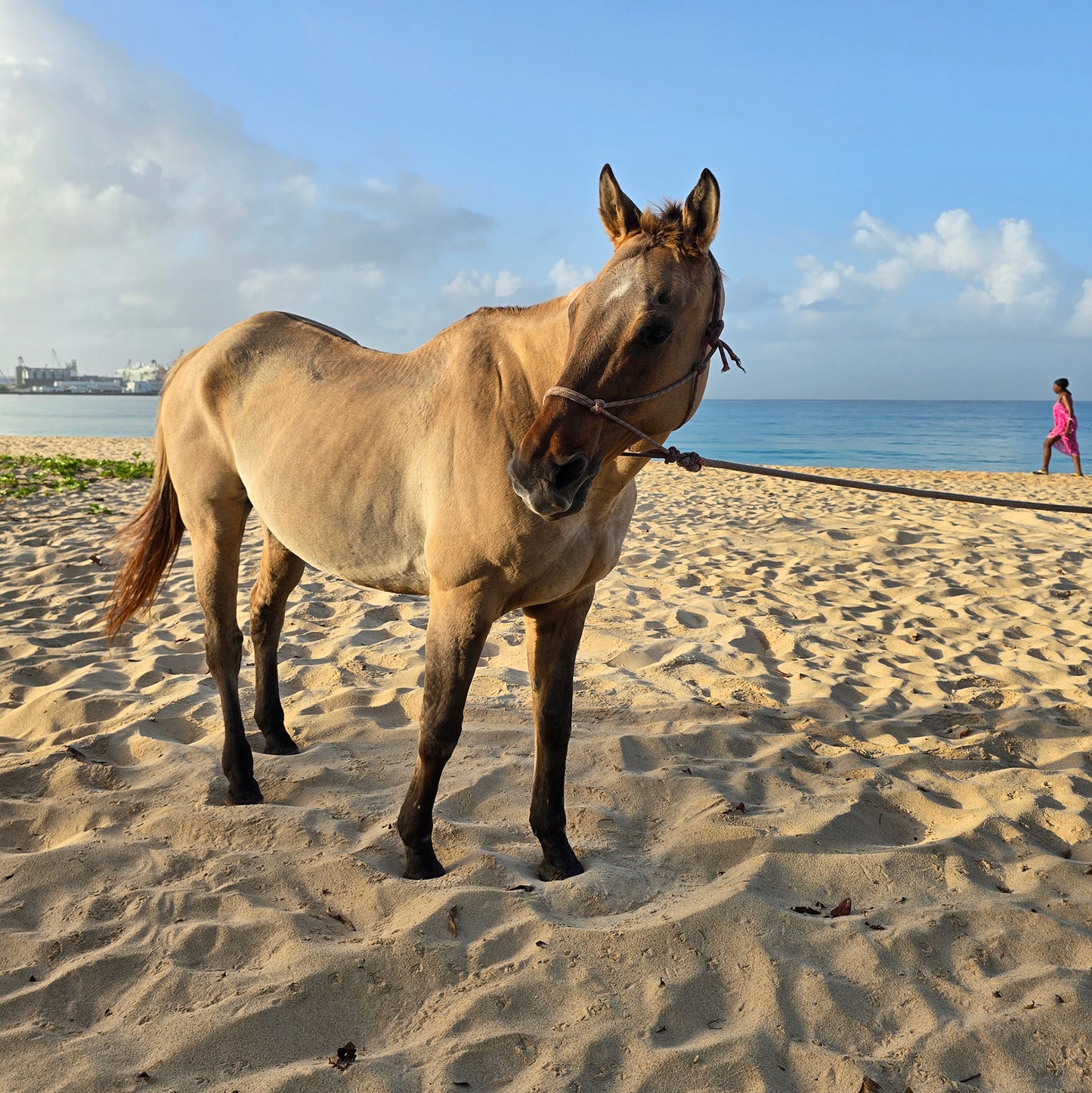Brighton Beach, Barbados: 1.5-Hour Beach Ride & Swim with Horses
