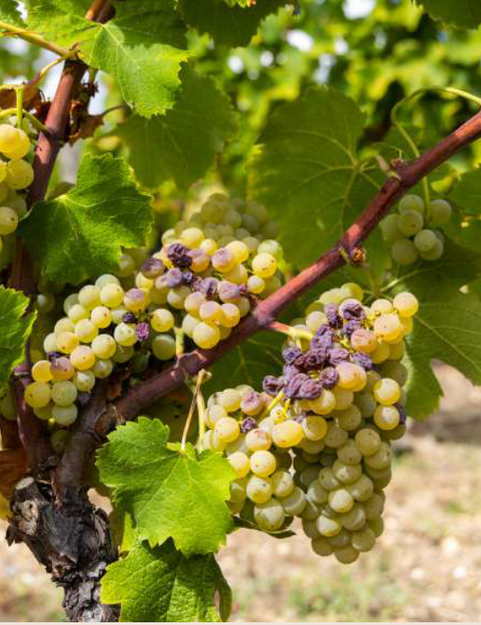 Red wines and prestigious wineries in Médoc