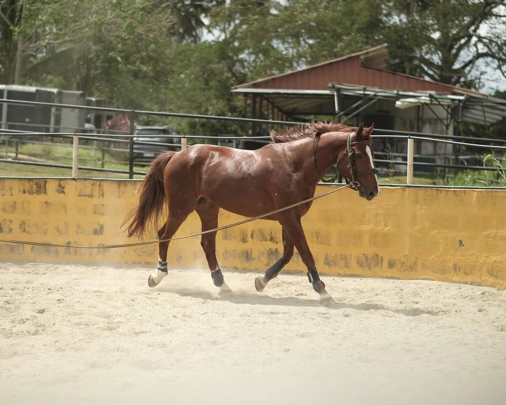 Silang: Into the Woods Horseback Ride Journey + Pick-up Available