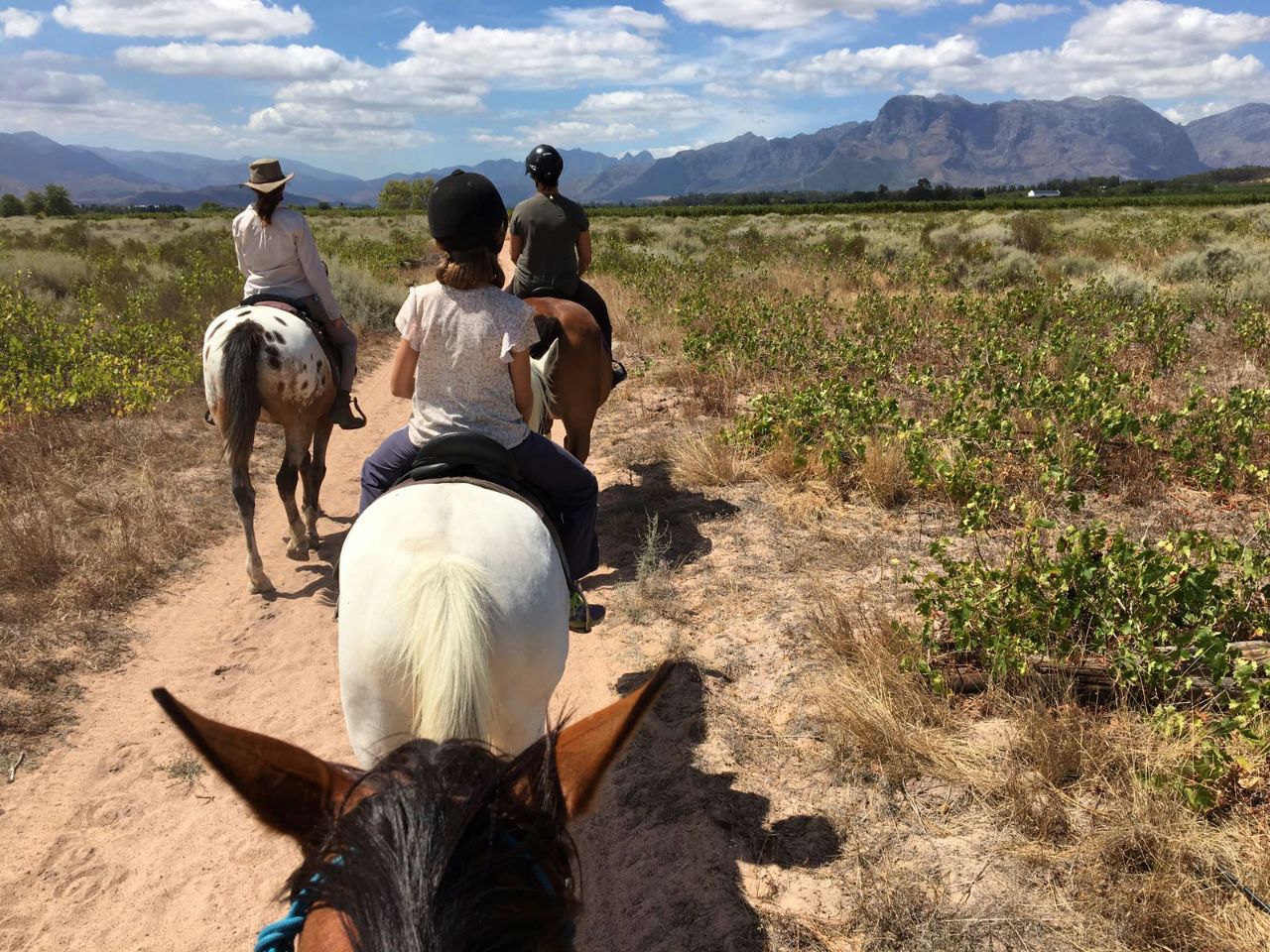 Horseback Day Rides in the Cape Winelands