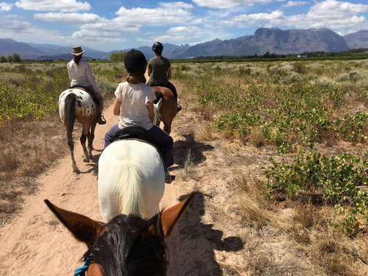 Horseback Day Rides in the Cape Winelands