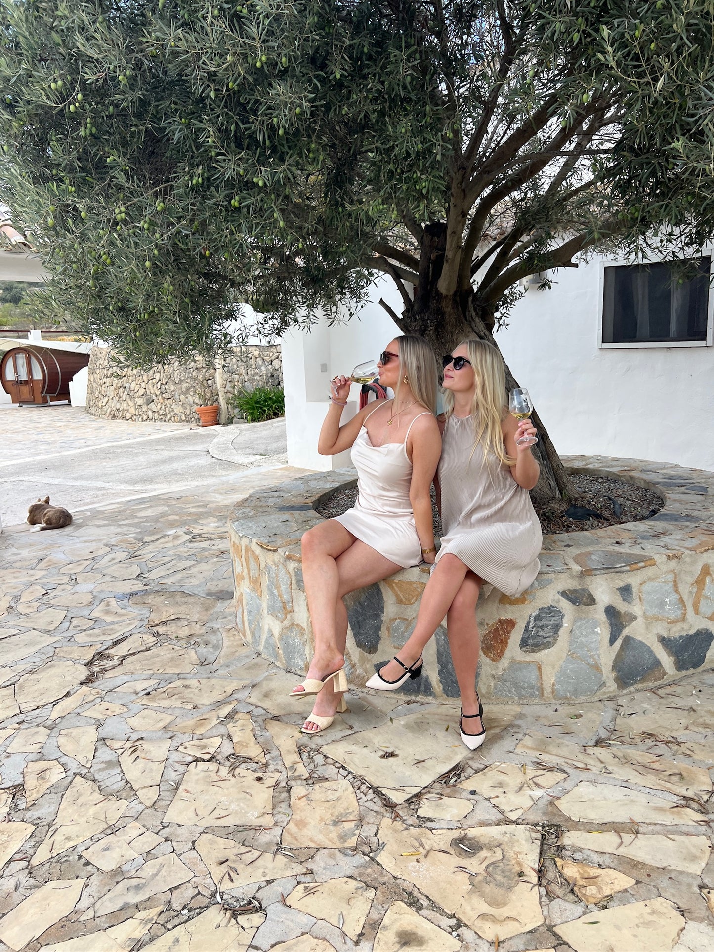 Barcelona: Wine Tasting with Traditional Tapas Appetizers + Vineyard Visit + Harvest + Traditional Grape Stomping