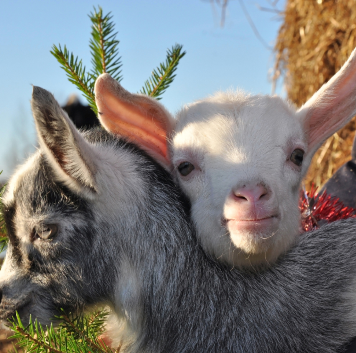 Goat Farm and Wine, Cheese and Honey Tasting near Faro