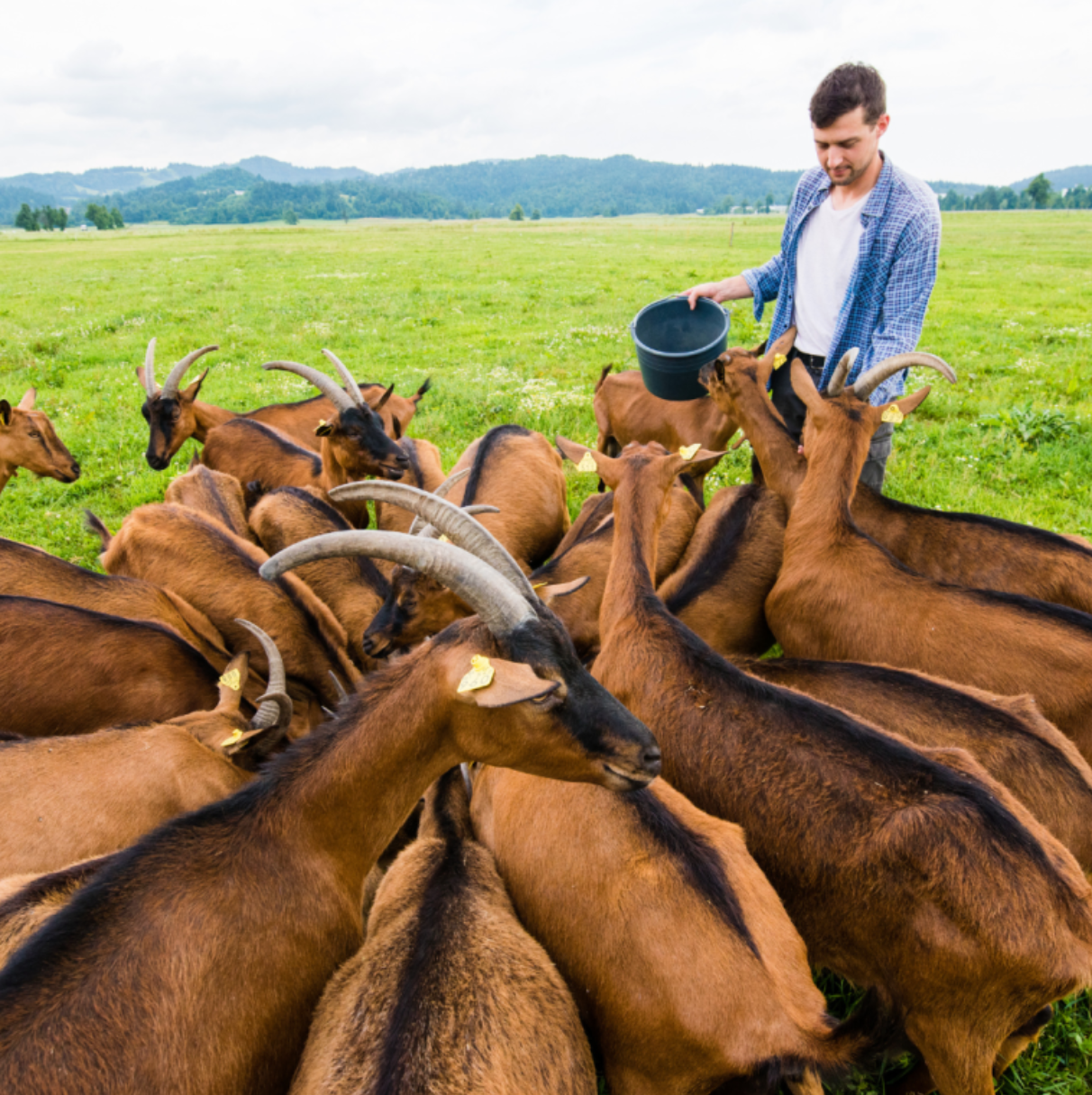 Goat Farm and Wine, Cheese and Honey Tasting near Faro