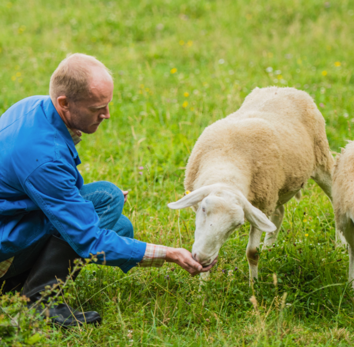 Goat Farm and Wine, Cheese and Honey Tasting near Faro