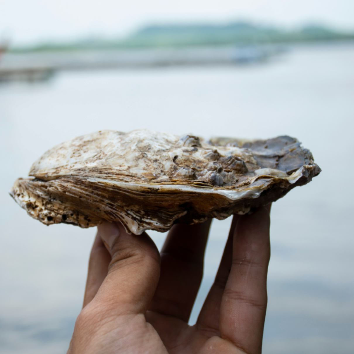 Lagos Oysters Tasting & Bubbles in Lagos