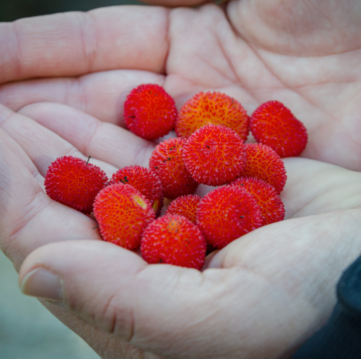 Visit Medronho farm and make a marmalade near Faro