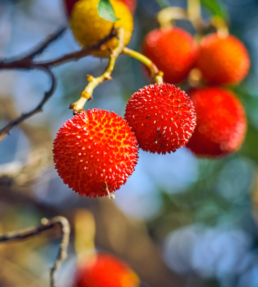 Visit Medronho farm and make a marmalade near Faro