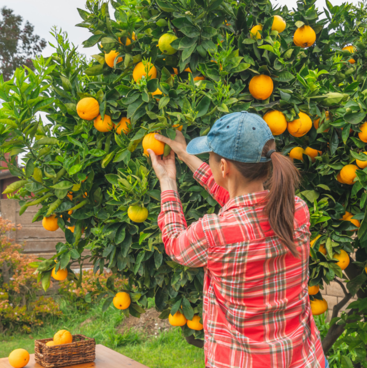 Visit an Orange Farm and have a Picnic near Faro