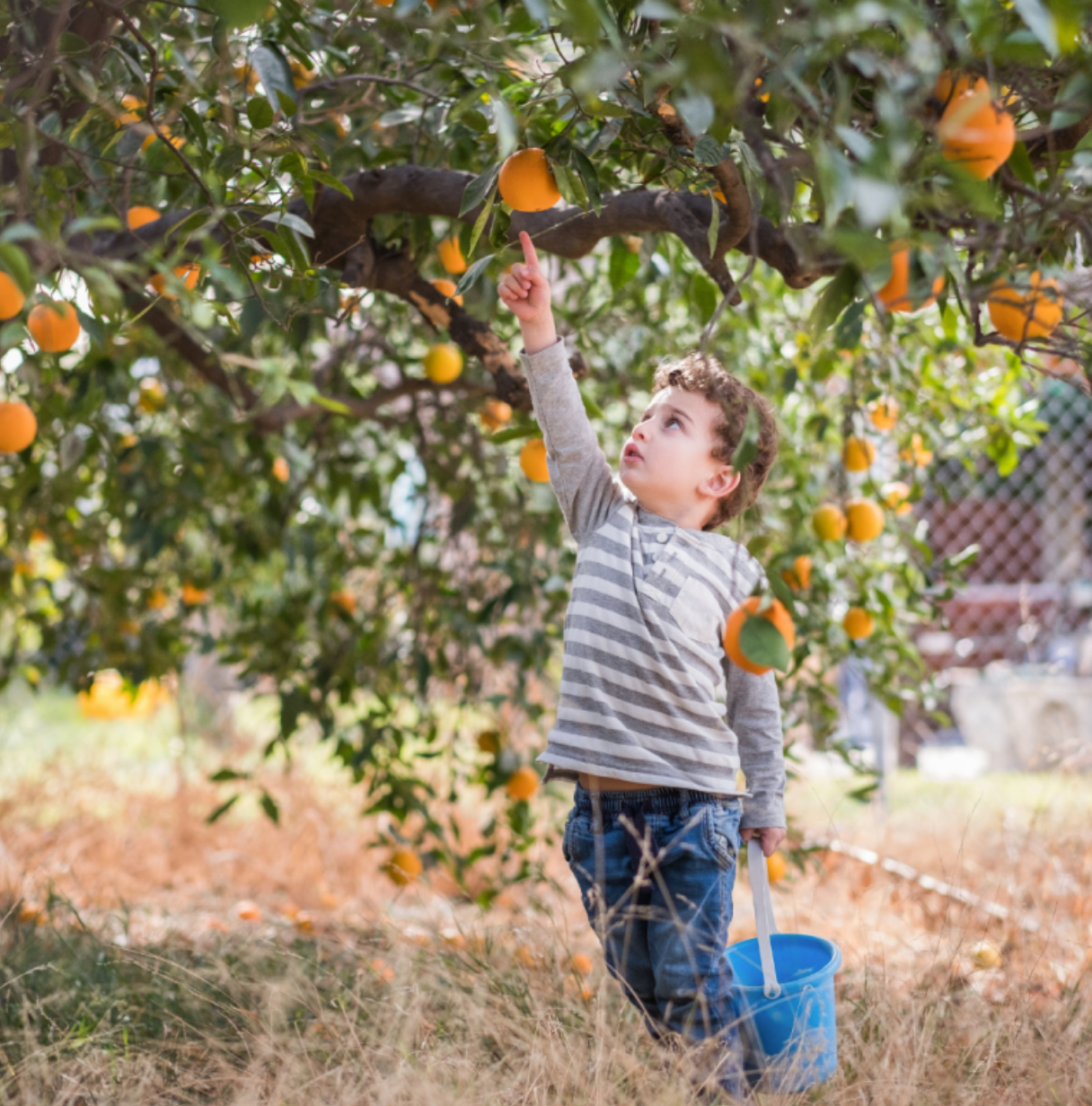 Visit an Orange Farm and have a Picnic near Faro