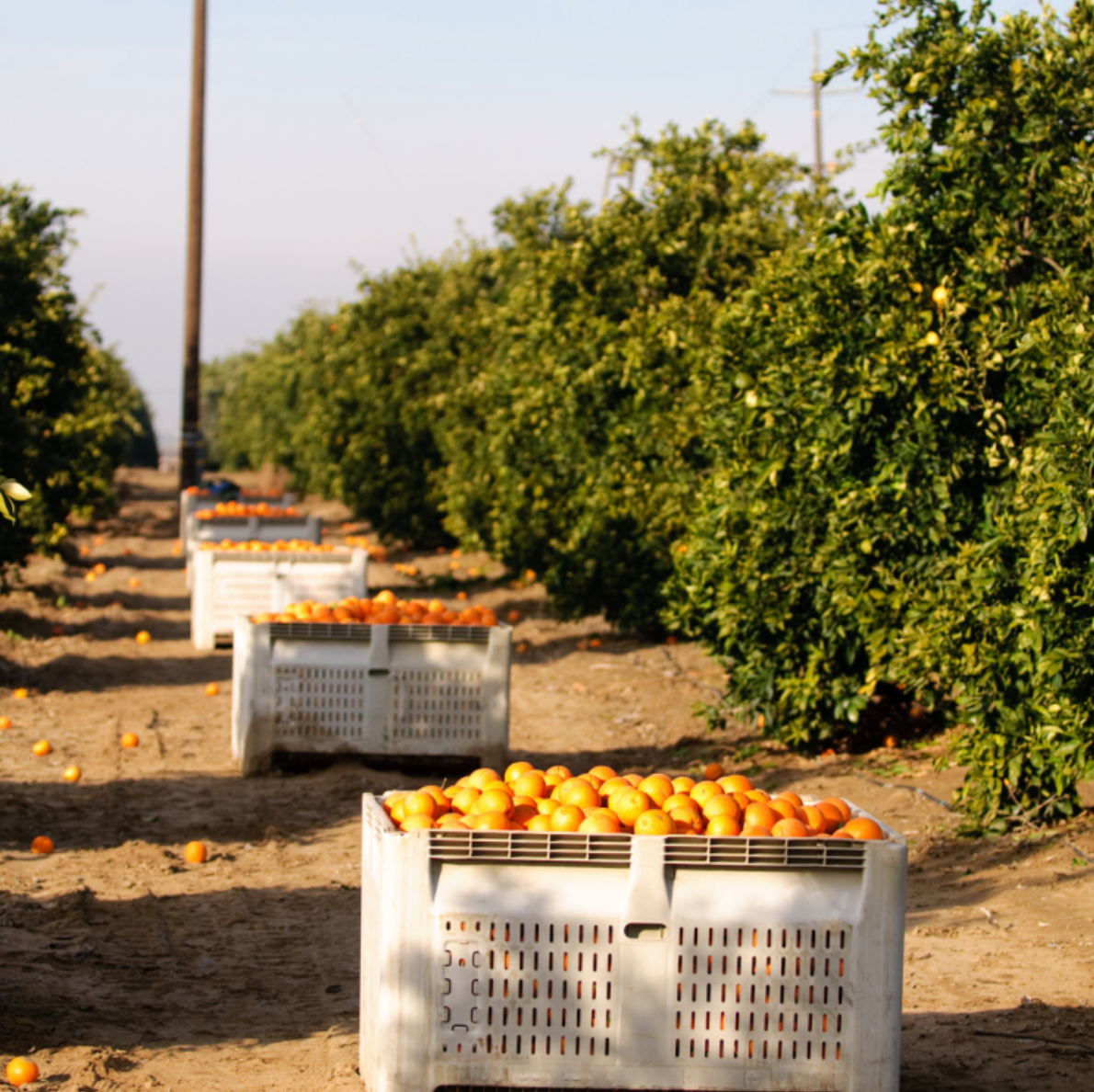 Visit an Orange Farm and have a Picnic near Faro