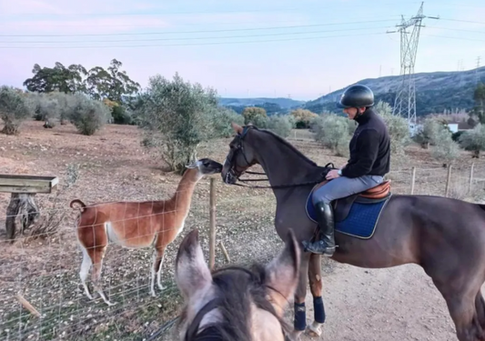 Horseback Riding and Picnic in a farm in Lisbon