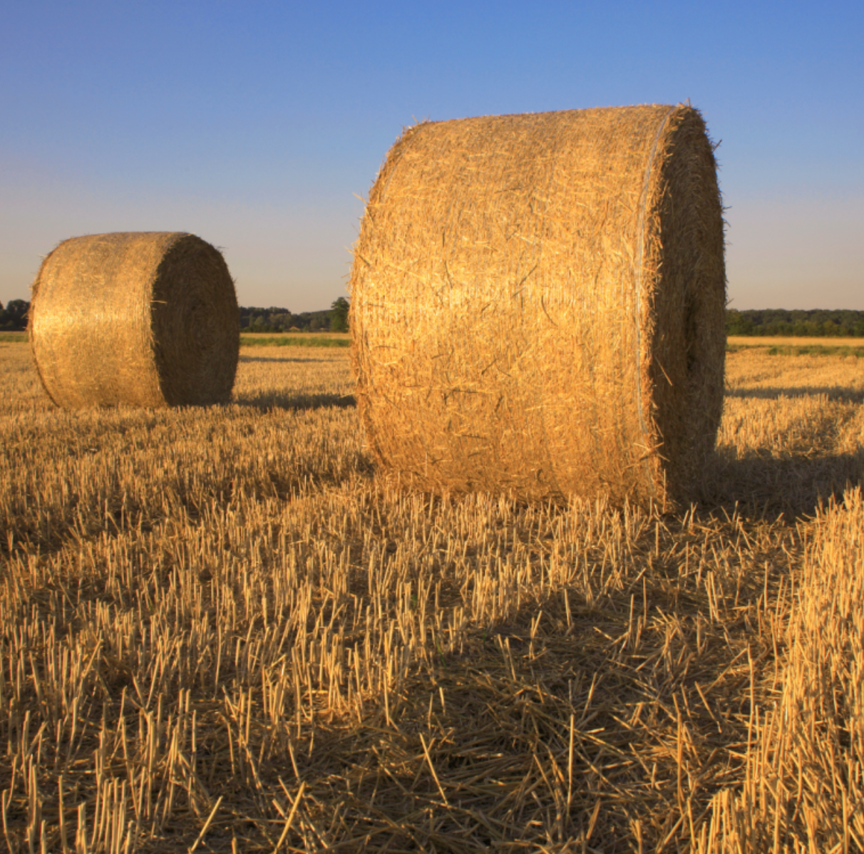Hay Harvest Experience in Porto