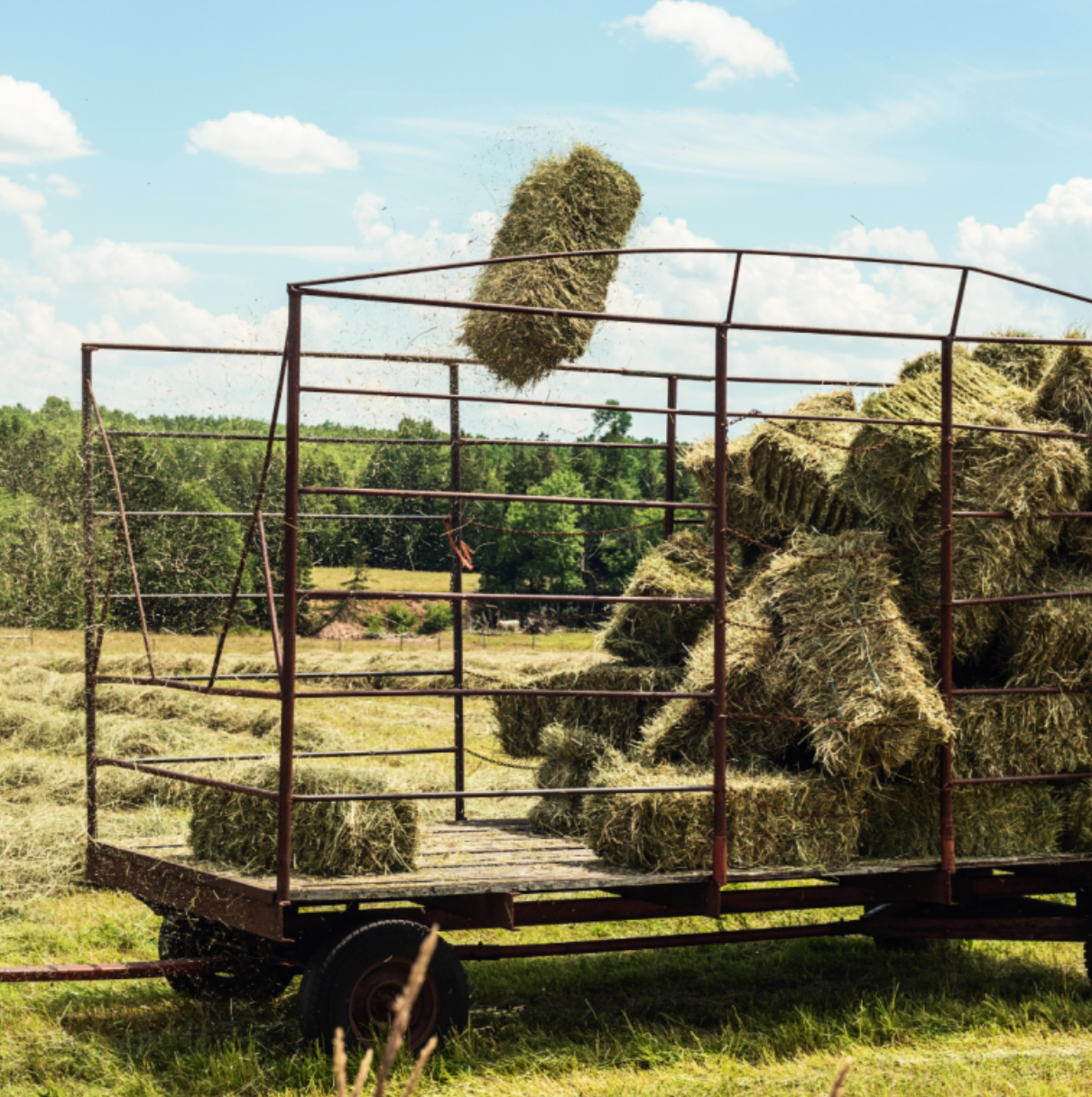 Hay Harvest Experience in Porto