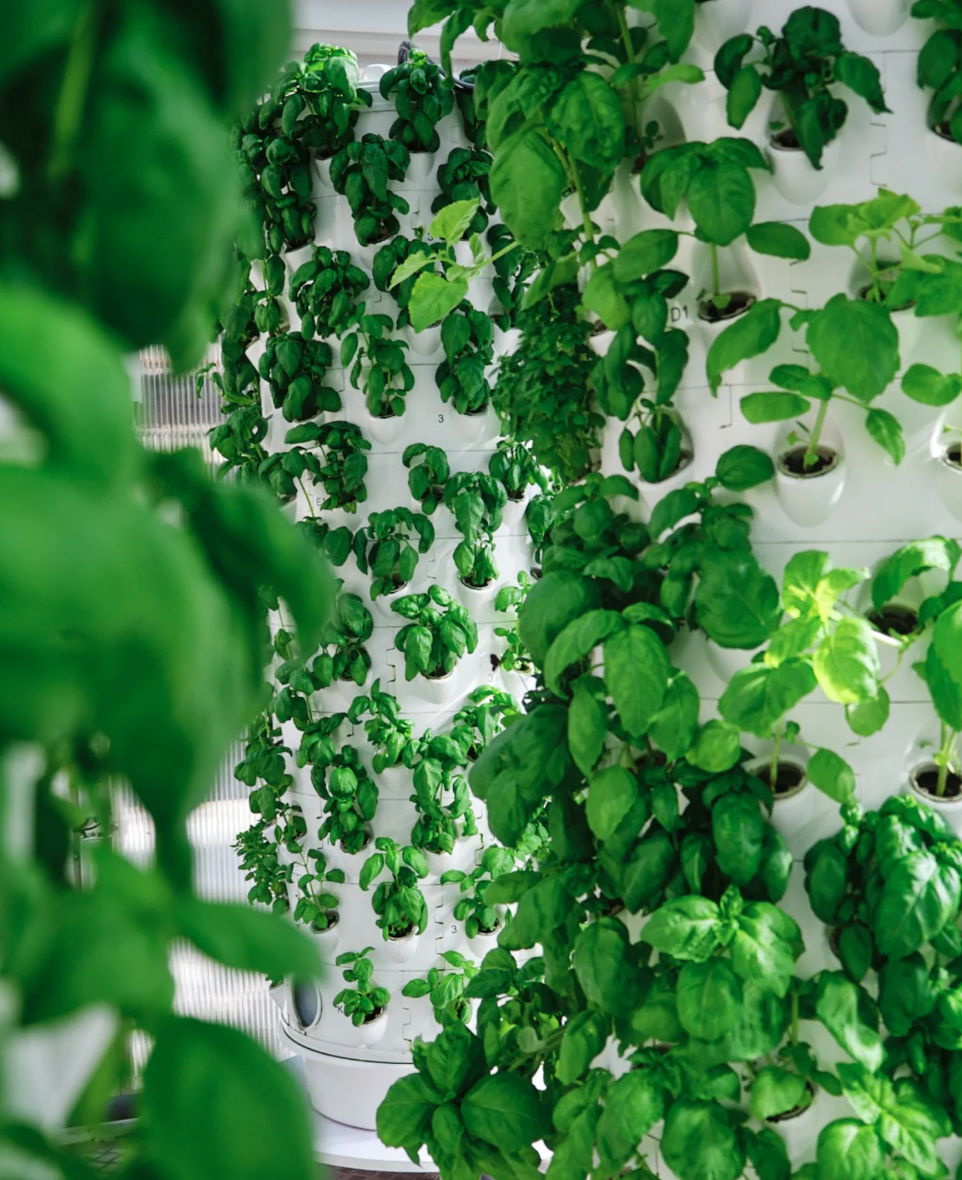 Vertical Farming Farm and Workshop in Lisbon