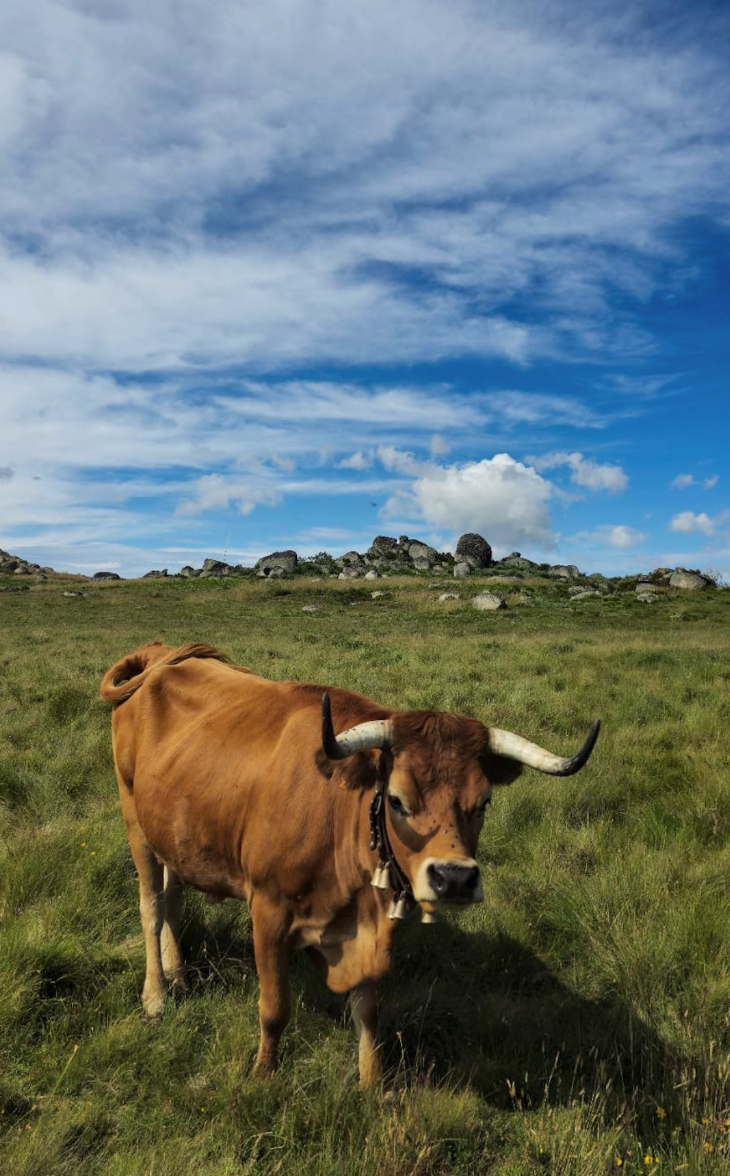 Horseback Ride Through the Majestic Douro in Porto