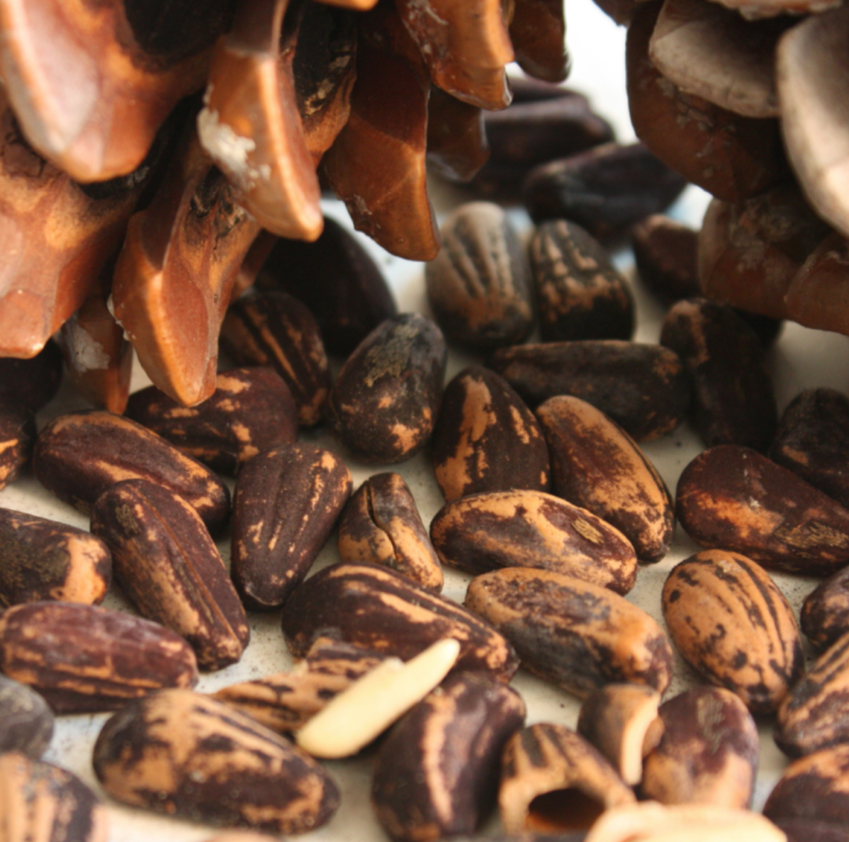 Collect Pine Nuts and Make a Pesto near Faro