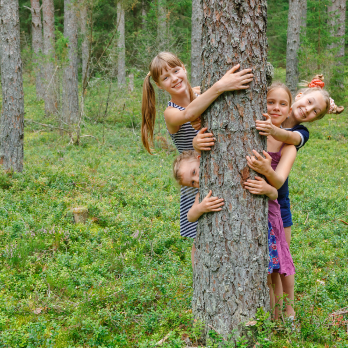 Collect Pine Nuts and Make a Pesto near Faro