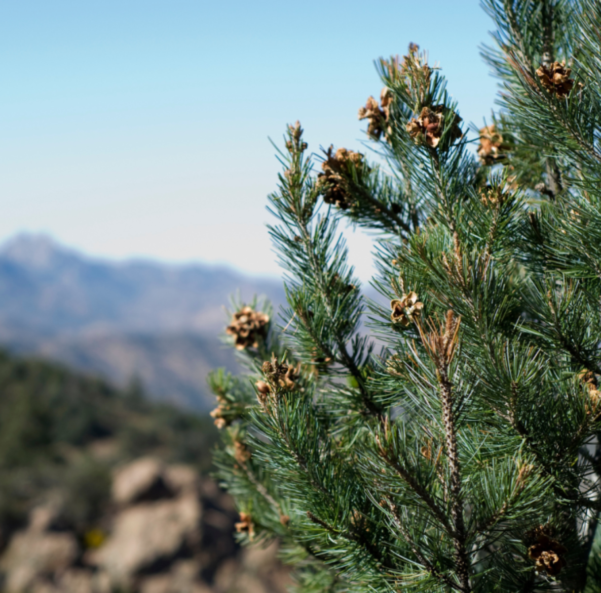 Collect Pine Nuts and Make a Pesto near Faro