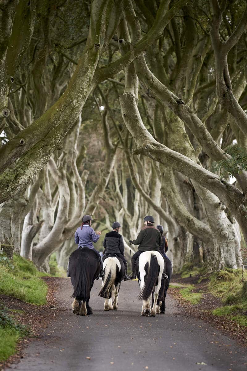 County Antrim: Private Into the Woods Horseback Ride Trek + Pick-up Available