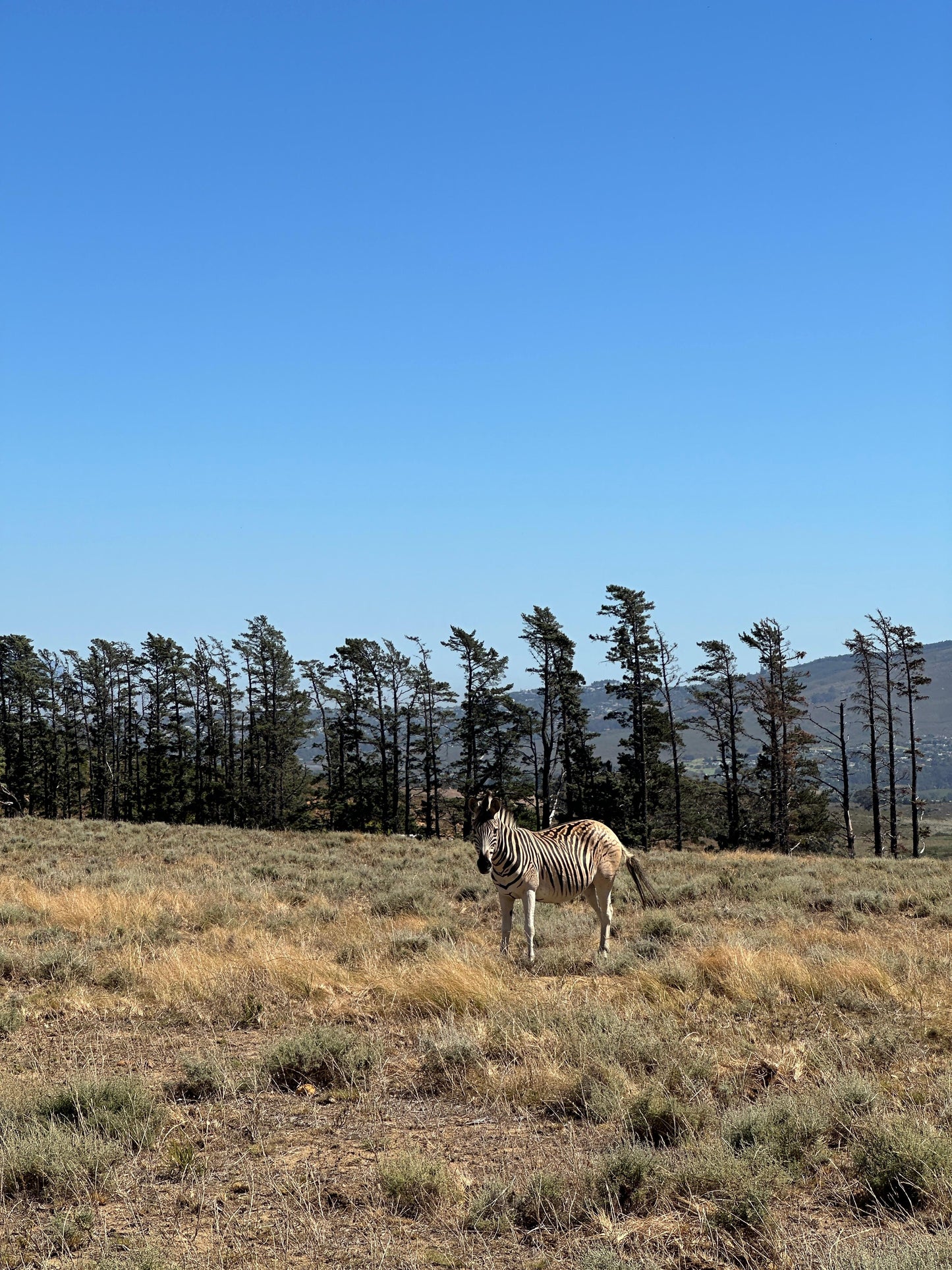 Cape Town: Gourmet Safari & Three-Course Feast