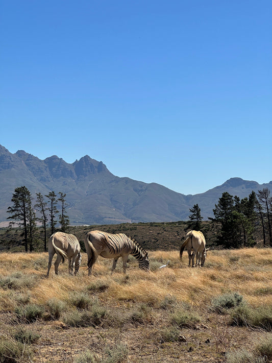 Cape Town: Fynbos-Inspired Safari & Lunch