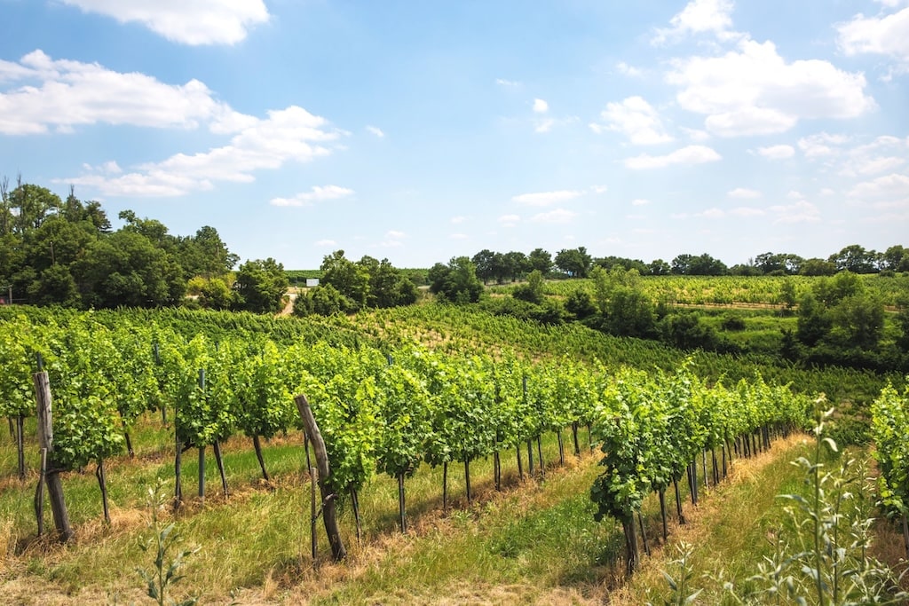 Private Wachau Valley Wine Tour from Vienna