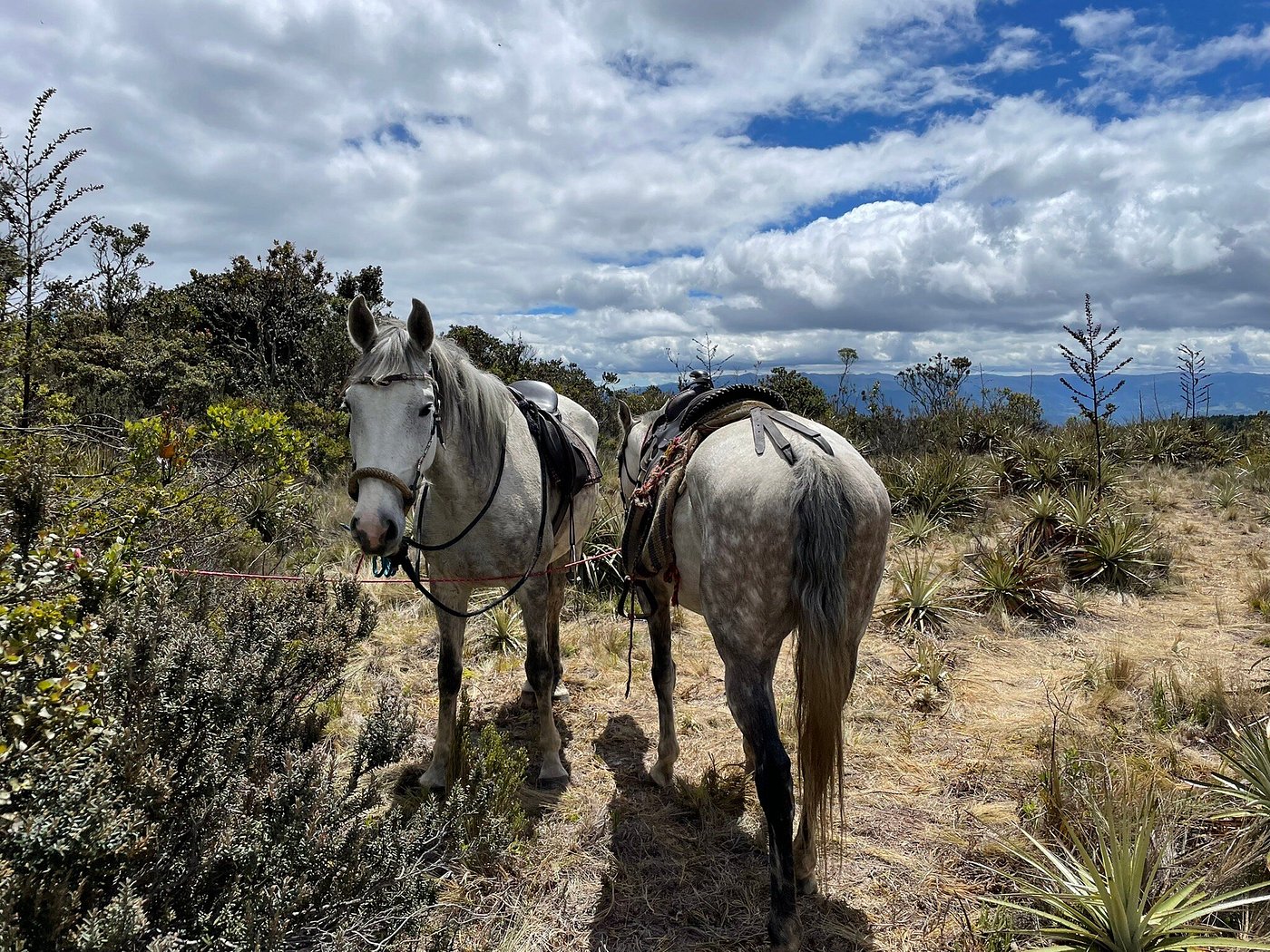 Puntarenas: Mountain & Farm View Horseback Ride + Pick-up Available
